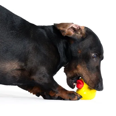 Dog playing with yellow squeaky toy in duck shape. Demonstration of using a dog toy.