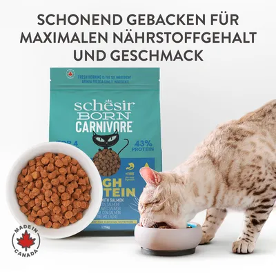Schesir Born Carnivore Trockenfutter mit Lachs, 43% Protein, schonend gebacken für maximalen Nährstoffgehalt und Geschmack. Made in Canada. Katze frisst aus einem Napf.