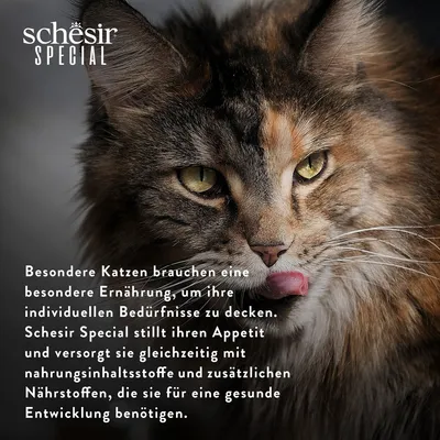 Schesir Special: Besondere Katzen brauchen spezielle Ernährung mit Nährstoffen für gesunde Entwicklung. Stillt Appetit und deckt individuelle Bedürfnisse.