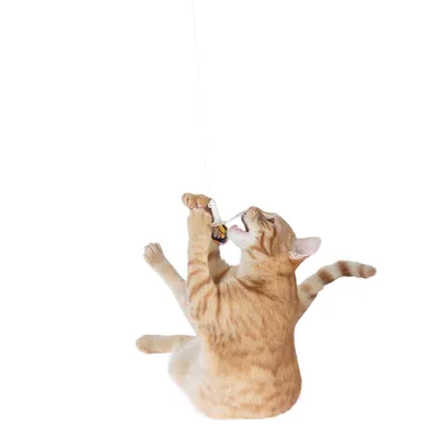 Chat roux jouant avec une canne à pêche pour chat, accessoire suspendu avec un papillon en tissu visible au bout du fil.