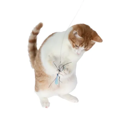 Gatto che gioca con una canna da gioco con una libellula blu come pendente.