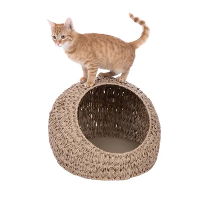 Chat roux debout sur une niche en forme de dôme tressé, entrée ronde visible à l'avant, matériau aspect osier, coussin intérieur clair.