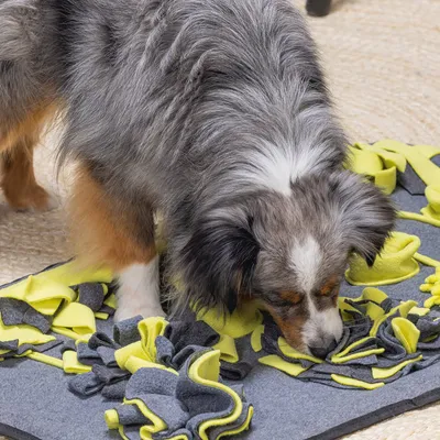 Hund schnüffelt auf einer grauen und gelben Schnüffelmatte mit verschiedenen Stoffstrukturen.