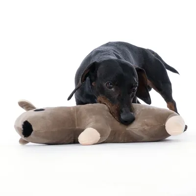 Hund spielt mit braunem Plüschspielzeug in Tierform. Spielzeug hat schwarze Augen und helle Pfoten.