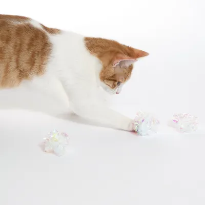 Chat roux et blanc jouant avec trois balles froissées en plastique irisé sur fond blanc. Les balles sont translucides et brillantes.