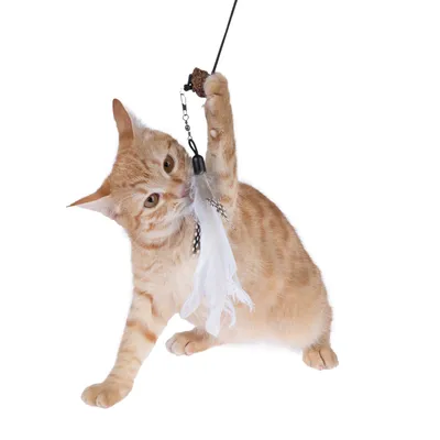 Rote Katze spielt mit einer Angelspielzeug mit weissen Federn und Korkelementen.