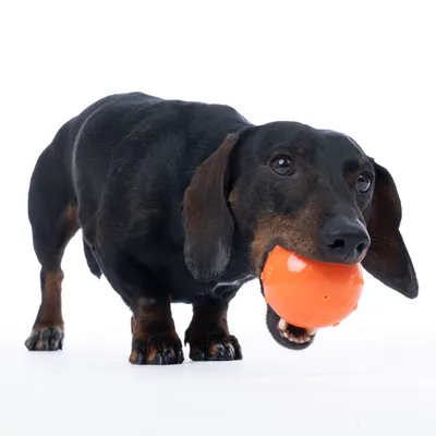 Chien teckel tenant une balle orange en plastique dans sa gueule, sur fond blanc.