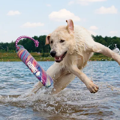 Chien mouillé jouant dans l’eau avec un jouet flottant multicolore à corde, marque KONG visible sur le jouet.