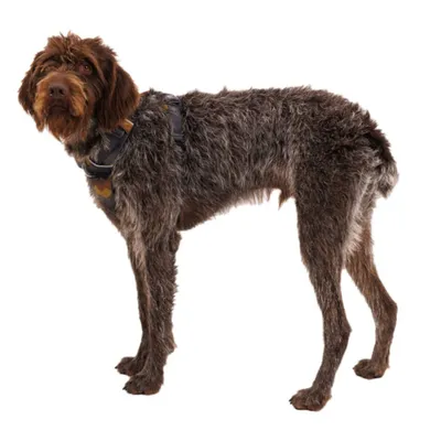 Hund mit braunem Fell trägt ein Geschirr mit Camouflage-Muster. Das Geschirr ist sichtbar am Rücken befestigt.