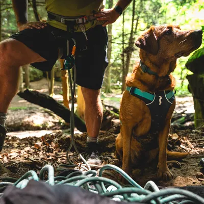 Hond met groen-zwart tuigje zit naast een persoon met klimuitrusting in het bos. Touwen en uitrusting zichtbaar op de grond.
