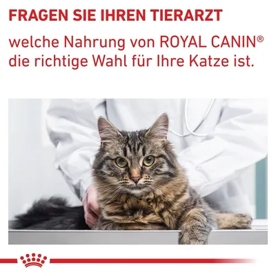 Chieda al veterinario quale alimento Royal Canin è adatto al suo gatto.