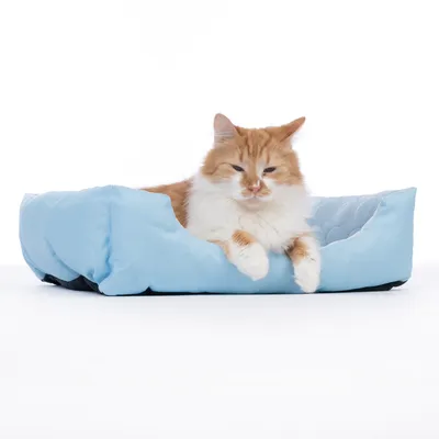 Legowisko dla kota w jasnoniebieskim kolorze z pomarańczowo-białym kotem leżącym na nim.