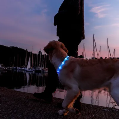 Chien portant un collier lumineux bleu à LED, en promenade au crépuscule près d’un plan d’eau avec des bateaux amarrés en arrière-plan.