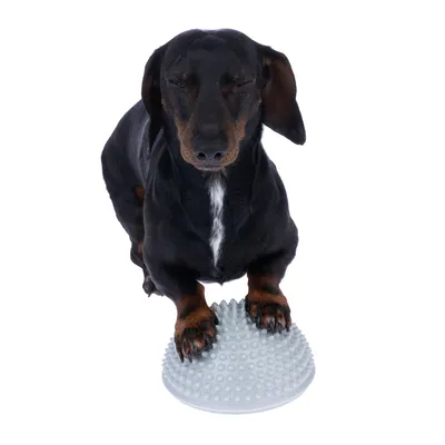 Cane che utilizza un balance pad grigio con nodi per allenamento o terapia.