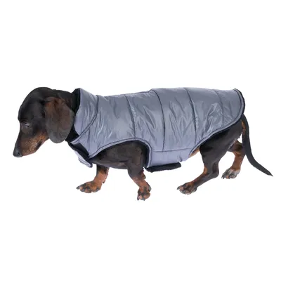 Teckel portant une doudoune grise matelassée pour chien, fermeture visible sous le cou et sur le ventre, matière synthétique brillante.