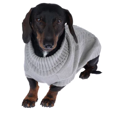 Chien portant un pull en maille gris clair, manches longues, col roulé. Pull visible sur l’ensemble du corps du chien.
