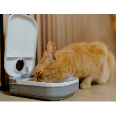 Gato naranja comiendo de un dispensador de comida gris con la tapa abierta.