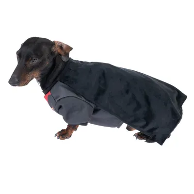 Hund trägt ein schwarzes Cape und ein graues Outfit mit rotem Detail, geeignet für Kostümzwecke.
