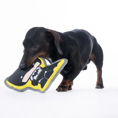 Cane che gioca con un gioco di stoffa giallo a forma di simbolo dei fumetti.
