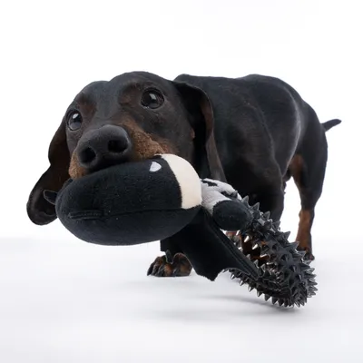 Cane con gioco di peluche nero e nodi gommati in bocca. Il gioco combina materiali morbidi e resistenti.