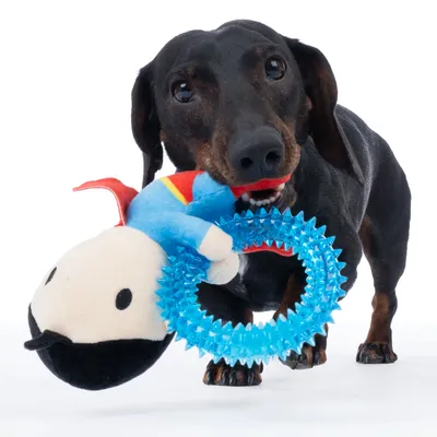 Cane che gioca con un gioco composto da un anello da mordere blu e una figura di peluche con design da supereroe.