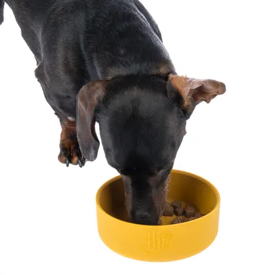 Cane mangia da una ciotola gialla con logo, riempita con cibo secco.