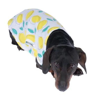 Chien portant un manteau blanc à motifs citrons jaunes et feuilles vertes, vu de dessus. Le matériau du manteau n’est pas identifiable visuellement.