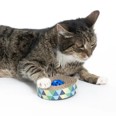 Katze spielt mit einem runden Kratzspielzeug aus Pappe mit buntem geometrischem Muster und einer blauen Kugel in der Mitte.