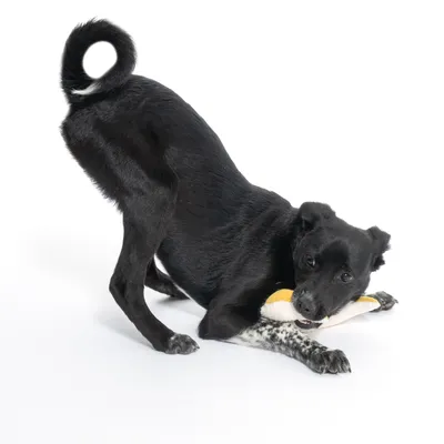 Black dog playing with a yellow and white fabric toy on a white background.