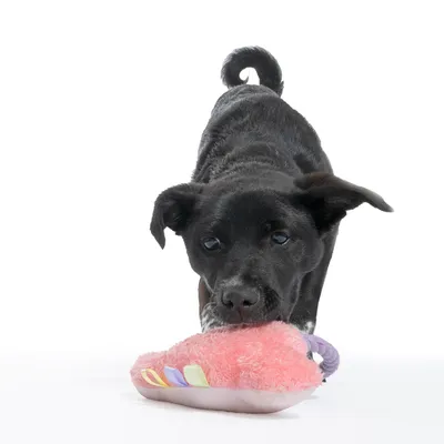 Hund spielt mit einem bunten Plüschspielzeug in Rosa und Lila.