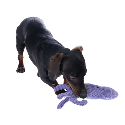 Chien teckel jouant avec un jouet en corde violet en forme de pieuvre, sur fond blanc.