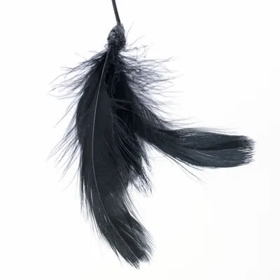 Black feather toy with string, suitable for interactive play.