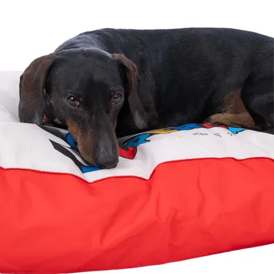 Chien teckel allongé sur un coussin bicolore rouge et blanc avec motifs colorés visibles sur la housse en tissu.