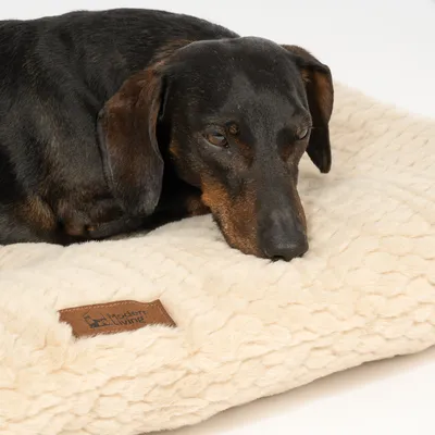 Hund liegt auf einem cremefarbenen Hundebett mit weicher Struktur und braunem Label 'Modern Living'. Hund liegt auf einem cremefarbenen Hundebett mit weicher Struktur und braunem Label 'Modern Living'.