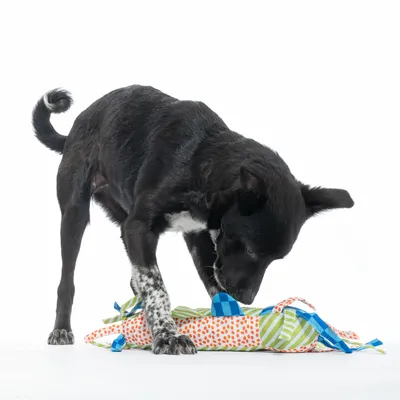 Fekete kutya játszik egy színes, mintás anyagokból készült textiljátékával.