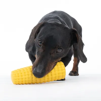Cane che gioca con un gioco giallo a forma di pannocchia di mais.