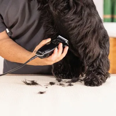 Klippmaskin WAHL® Rex Klippmaskin WAHL® Rex