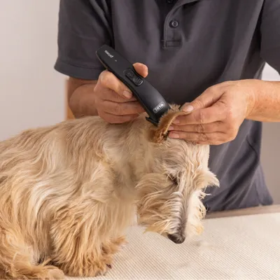 Person verwendet einen WAHL Akku-Trimmer, um die Ohren eines Hundes zu trimmen. Geeignet für präzise Fellpflege.