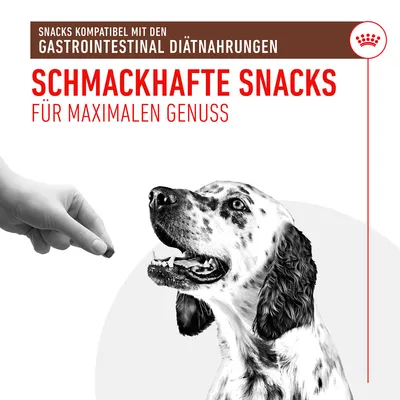 Schmackhafte Snacks kompatibel mit gastrointestinaler Diätnahrung, für maximalen Genuss. Hund wird mit Snack gefüttert.