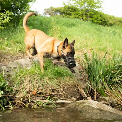 Perro con bozal de cuero caminando en un entorno natural junto al agua.