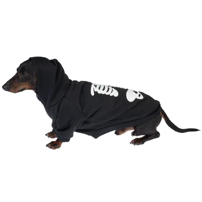 Hund trägt schwarzen Hoodie mit weißem Skelett-Design auf der Seite.