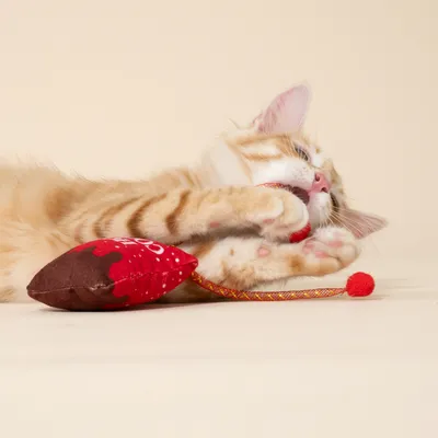 Red cat playing with a red toy attached to a string. The toy has a brown and red patterned surface.