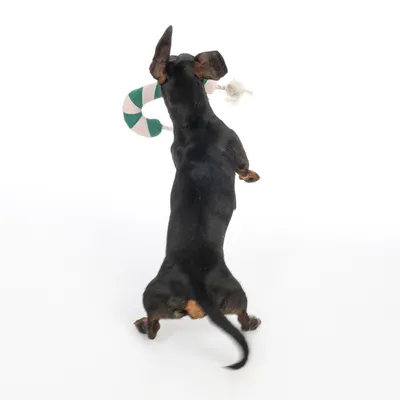 Modern Living Sukkerstang Göttingen til hunde