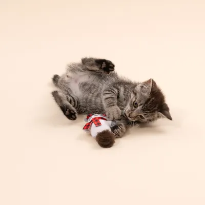 TIAKI енот, играчка за котки