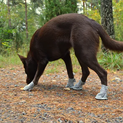 Koira harmaissa suojakengissä metsäpolulla. Kengät suojaavat tassuja karulta alustalta.