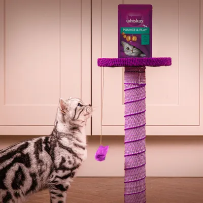 Kat bij paars krabpaal met hangend speeltje; bovenop staat een zakje Whiskas Pounce & Play kattensnacks, zichtbaar merk en productnaam.