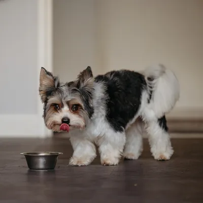 Il cane è accanto a una ciotola per alimenti e si lecca il muso, mostrando l'utilizzo della ciotola per alimento o acqua.