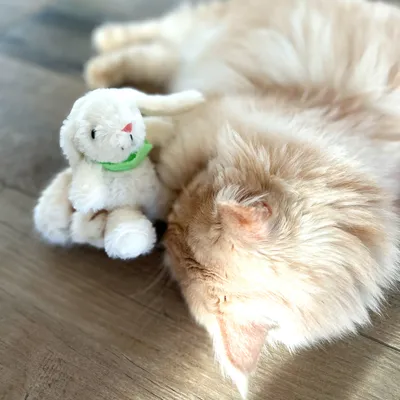 Giocattolo di peluche a forma di coniglio bianco con collare verde accanto a un gatto che dorme su pavimento in legno.