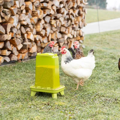 Chickens eating from a green feeder on a meadow. The feeder is filled with grain feed and stands securely on four legs.
