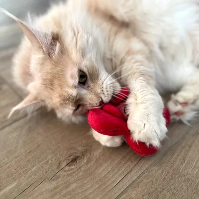 Gatto beige chiaro gioca con un gioco di peluche rosso su pavimento in legno.